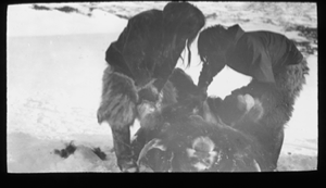 Image of Two Inuit bend over dead musk-oxen